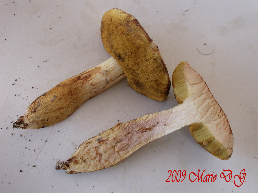 Boletus da determinare >>> n�4